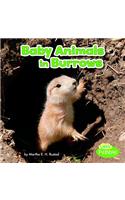 Baby Animals in Burrows