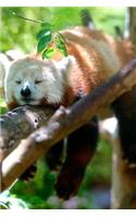 Mind Blowing Cute Little Red Panda Sleeping 150 Page lined journal