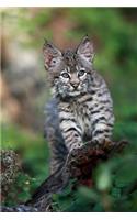 Darling Little Bobcat Kitten Journal: 150 Page Lined Notebook/Diary