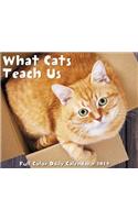 What Cats Teach Us 2019 Box Calendar