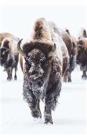 Bison American Buffalo Trudging Through the Snow Journal