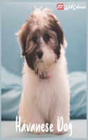 Havanese Dog 2021 Wall Calendar