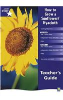 Rigby Star Shared Year 1 Non-Fiction: How to Grow a Sunflower / Hyacinth Teachers Guide