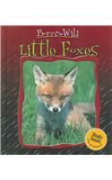Little Foxes