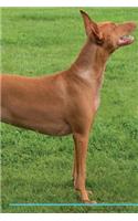 Pharaoh Hound Affirmations Workbook Pharaoh Hound Presents: Positive and Loving Affirmations Workbook. Includes: Mentoring Questions, Guidance, Supporting You.