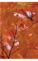 Pallid Leaves Fall Fire Tree Grid Notebook