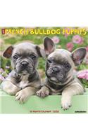 FRENCH BULLDOG PUPPIES 2020 WALL CALENDA