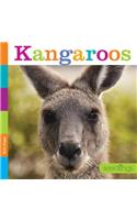 Kangaroos: (Seedlings)