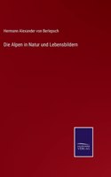 Alpen in Natur und Lebensbildern