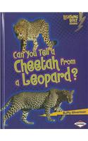 Can You Tell a Cheetah from a Leopard?: (Lightning Bolt Books)