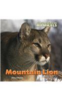 Mountain Lion