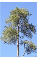 Notebook Reforestation and the Treasure of Trees