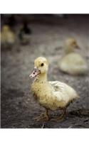 Duckling Notebook: 8.5 X 11 202 College Ruled Pages