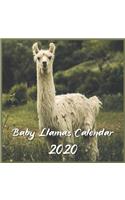 Baby Llamas Calendar 2020