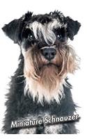 Miniature Schnauzer