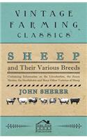 Sheep and Their Various Breeds - Containing Information on the Lincolnshire, the Saxon Merino, the Southdown and Many Other Varieties of Sheep