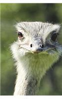 Greater Rhea Bird Portrait Journal: 150 page lined notebook/diary