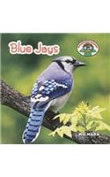 Blue Jays