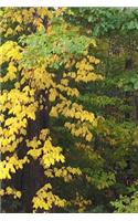 2019 Weekly Planner Fall Colors Leaves Turning 134 Pages: (Notebook, Diary, Blank Book)(2019 Planners Calendars Organizers Datebooks Appointment Books Agendas)