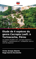 Etude de 4 espèces du genre Cecropia Loefl. à Yarinacocha, Pérou