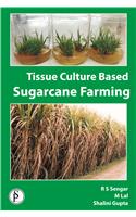 Tissue Culture Based Sugarcane Farming