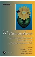 Metamorphosis