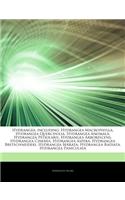 Articles on Hydrangea, Including: Hydrangea Macrophylla, Hydrangea Quercifolia, Hydrangea Anomala, Hydrangea Petiolaris, Hydrangea Arborescens, Hydran