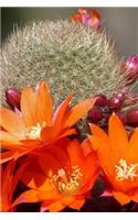An Orange Cactus Flower Journal