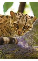 Ocelot Notebook: Blank Journal Diary Log(35 Wildlife 150 Lined)