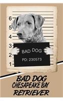 Bad Dog Chesapeake Bay Retriever