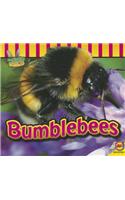 Bumblebees