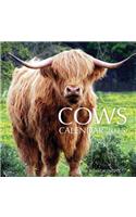 Cows Calendar 2015: 16 Month Calendar