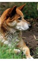 Dingo January Notebook Dingo Record, Log, Diary, Special Memories, To Do List, Academic Notepad, Scrapbook & More
