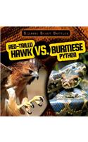 Red-Tailed Hawk vs. Burmese Python: (Bizarre Beast Battles)