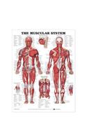 The Muscular System Anatomical Chart