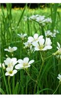 Minuartia Sandwort Flowers Journal: Take Notes, Write Down Memories in this 150 Page Lined Journal