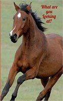 Sassy Animal Journal