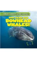 200-Year-Old Bowhead Whales!