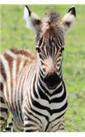 Baby Zebra Journal: 150 Page Lined Notebook/Diary