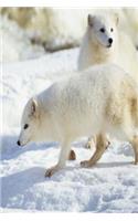 Journal White Snow Fox: (Notebook, Diary, Blank Book)(Seasonal Winter Wildlife Photo Journals Notebooks Diaries)