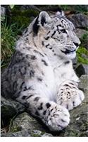 Snow Leopard Journal