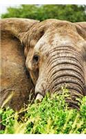 Bull Elephant in Uganda, Africa Journal: Take Notes, Write Down Memories in this 150 Page Lined Journal