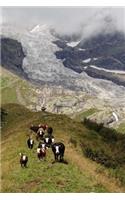 A Herd of Cows Grazing in an Alpine Meadow in the Summer Journal