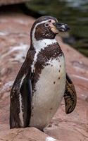 Humboldt Penguin Journal