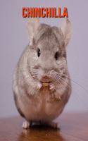 Chinchilla