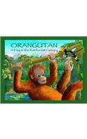 Orangutan