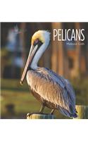 Pelicans