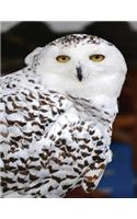 Owl Notebook