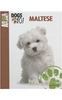 Maltese