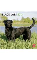 Labrador Retrievers, Black 2013 Square 12x12